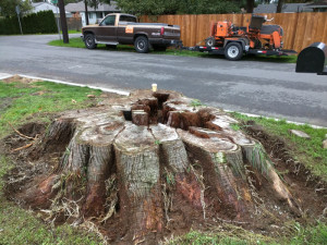 monroe-wa-stump-removal-stump-grinding-08