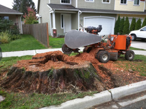 monroe-wa-stump-removal-stump-grinding-09