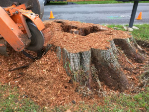 monroe-wa-stump-removal-stump-grinding-11