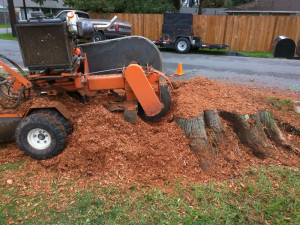 monroe-wa-stump-removal-stump-grinding-14